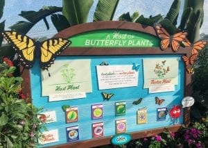 2019 Epcot Flower and Garden Festival. Butterfly Garden. Vivacious Views 2019 Epcot Flower and Garden Festival. Butterfly Garden. Vivacious Views