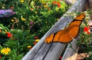 2019 Epcot Flower and Garden Festival. Butterfly. Vivacious Views 2019 Epcot Flower and Garden Festival. Butterfly. Vivacious Views